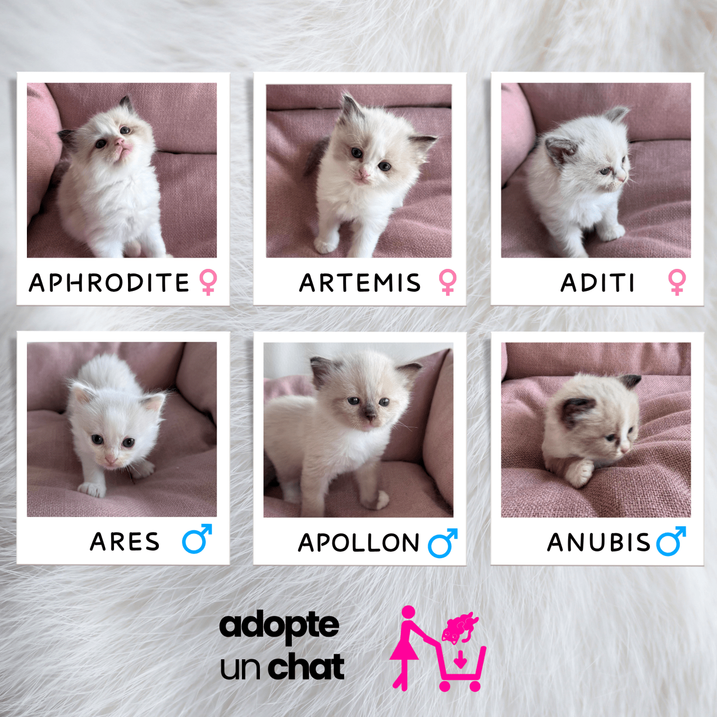 chatons ragdoll alpes maritimes nice monaco