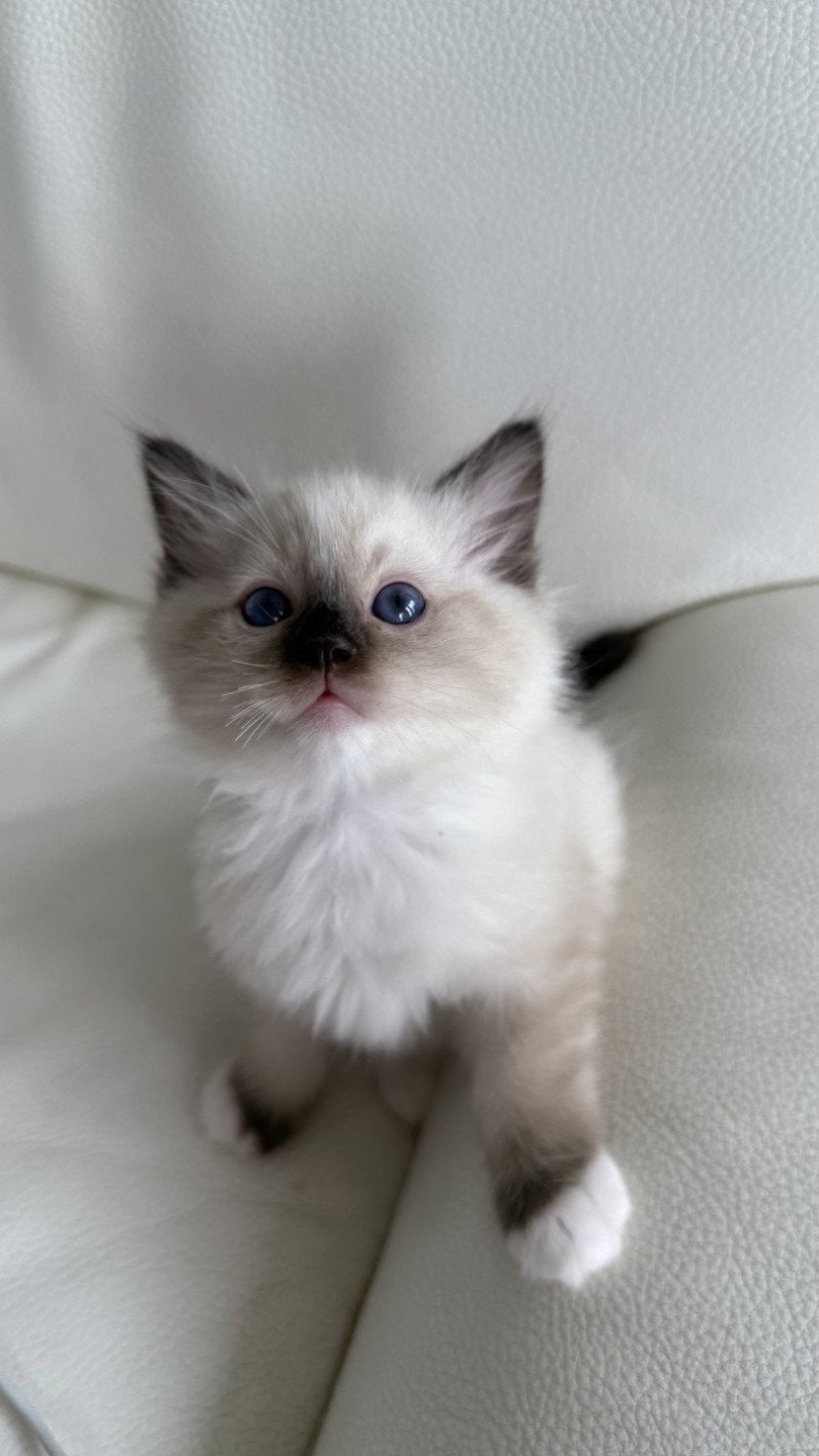 Apollon Mâle Ragdoll