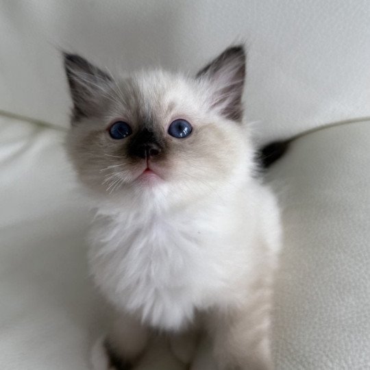 Apollon Mâle Ragdoll