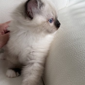 chaton Ragdoll black mitted Particuliers