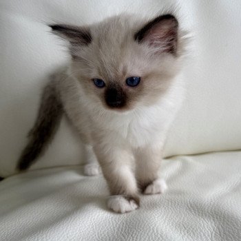 chaton Ragdoll black mitted Particuliers