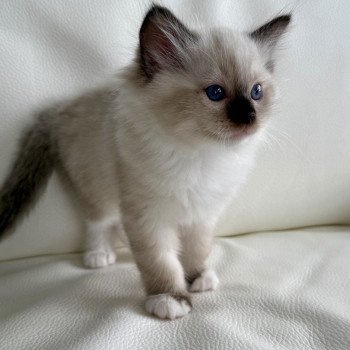 chaton Ragdoll black mitted Particuliers