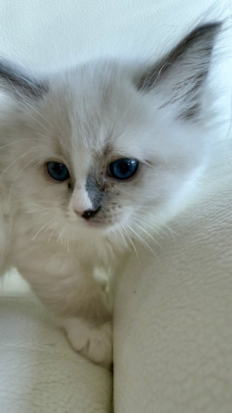 Aditi Mâle Ragdoll