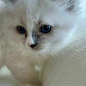 chaton Ragdoll blue mitted Aditi Particuliers