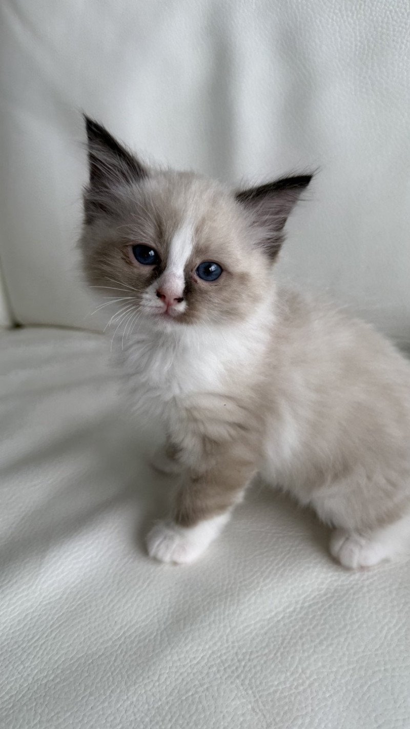 Anubis Mâle Ragdoll