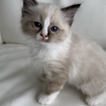 chaton Ragdoll seal point Anubis Particuliers