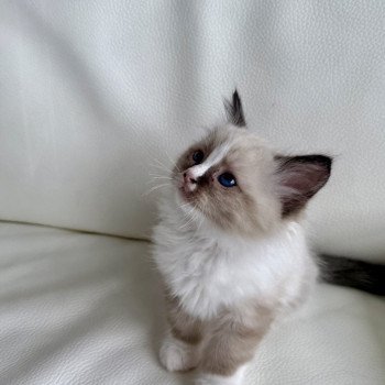 chaton Ragdoll seal point Anubis Particuliers