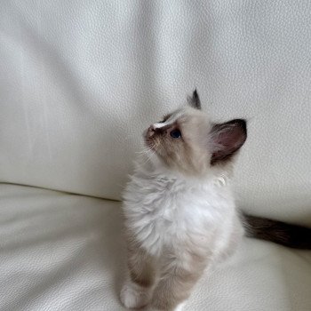 chaton Ragdoll seal point Anubis Particuliers