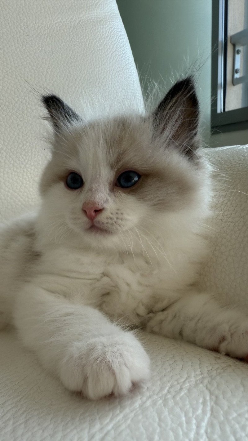 Aphrodite Femelle Ragdoll