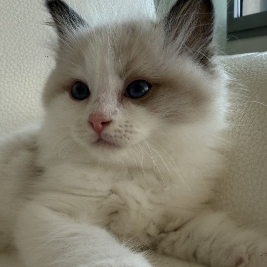 Aphrodite Femelle Ragdoll