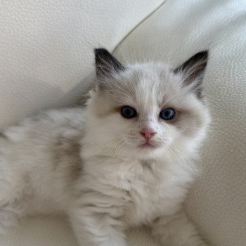 chaton Ragdoll blue & blanc Aphrodite Particuliers