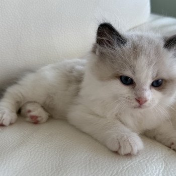 chaton Ragdoll blue & blanc Aphrodite Particuliers