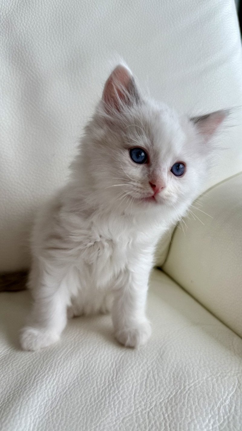Ares Mâle Ragdoll