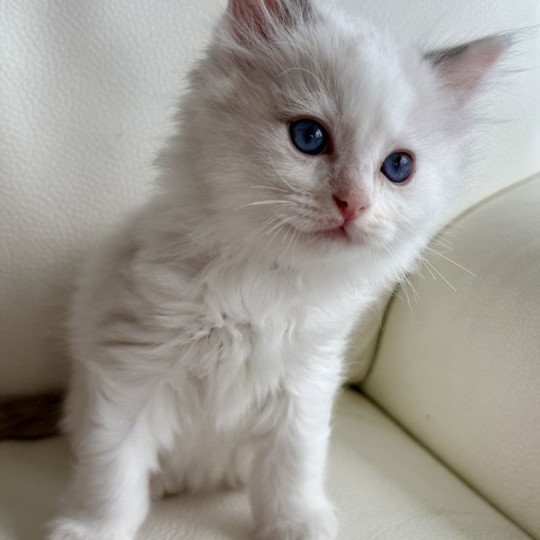 Ares Mâle Ragdoll