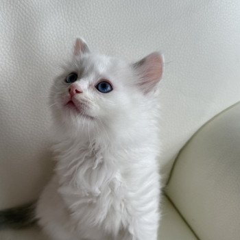 chaton Ragdoll blue point & blanc van Ares Particuliers