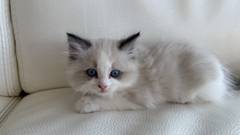 Artemis Femelle Ragdoll