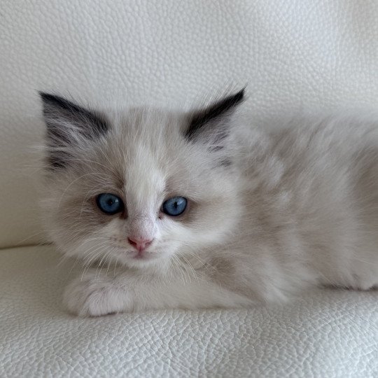 Artemis Femelle Ragdoll