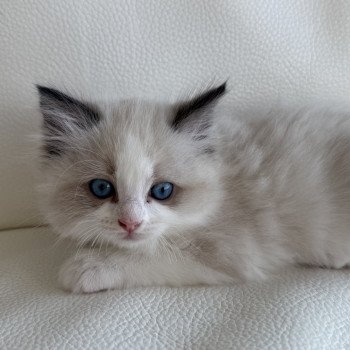 chaton Ragdoll Artemis Particuliers