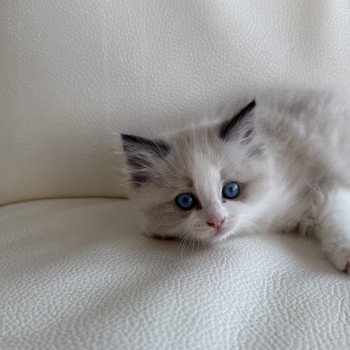 chaton Ragdoll blue bicolor Artemis Particuliers
