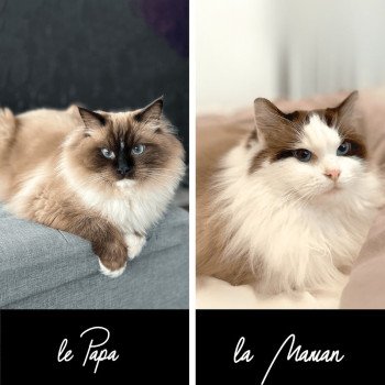 chat Ragdoll Texas Particuliers