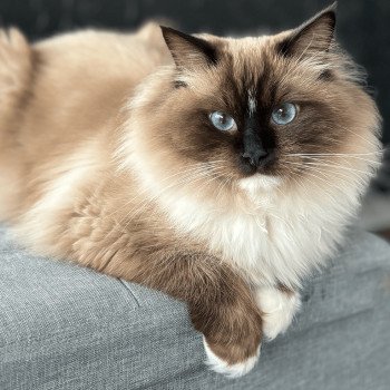 chat Ragdoll Texas Particuliers