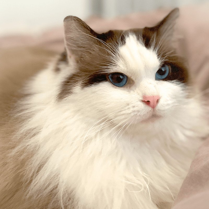 Texas Femelle Ragdoll