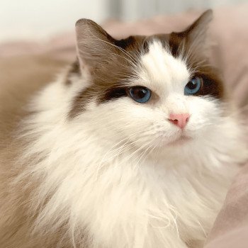 Texas Femelle Ragdoll