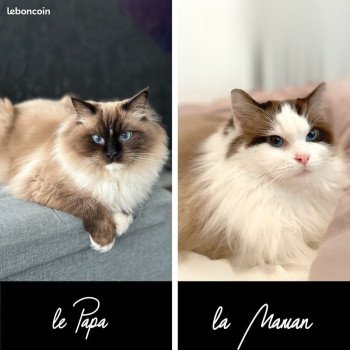 Portée Texas ❤ Timy des saphirs de lolazo
